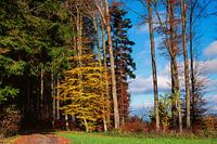 Colourful forest landscape in autumn.