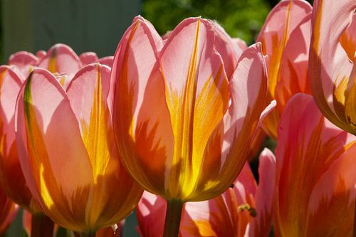 Als de lente komt ...