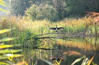 Aalscholver in de ochtendzon 3/3
