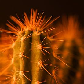 Cactus in close-up van Jeroen Berendse
