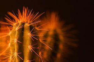 Cactus en gros plan