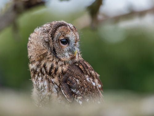 Junger Waldkauz auf einem Baum
