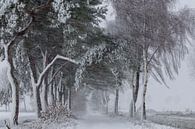 Sneeuw, wind en kou in de polder. van Paul Wendels thumbnail