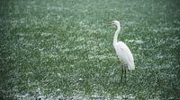 witte reiger