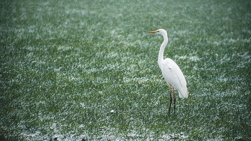 witte reiger van Bjorn Brekelmans