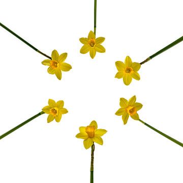 A Sextet of Daffodil Flowers (Tête-à-tête)