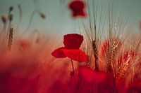 Poppy