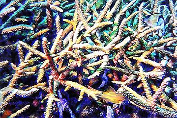 Vis en koraal Cluster 3 van Dorothy Berry-Lound