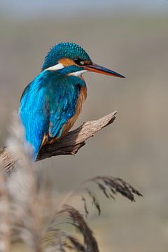 Martin-pêcheur sur Martins-pêcheurs - Corné van Oosterhout