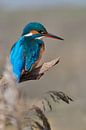 Kingfisher by Kingfisher.photo - Corné van Oosterhout thumbnail