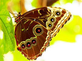 Papillon en contre-jour sur Photo Art SD