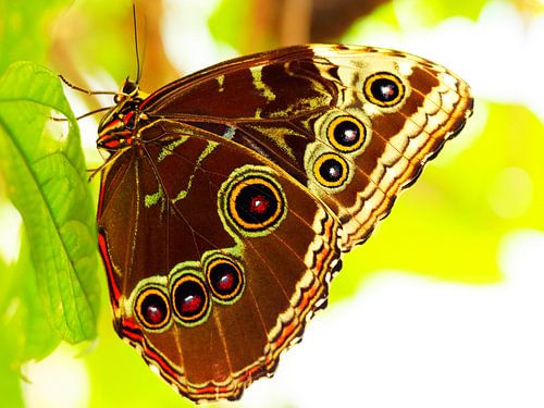 Butterfly in backlight