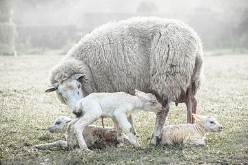 Lammetjes en schaap