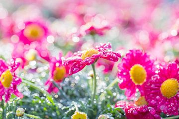 BLUMEN AN DER WAND von Manon Visser