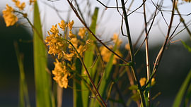 Schönes Licht auf goldenen Blumen von Picture Perfect Photography