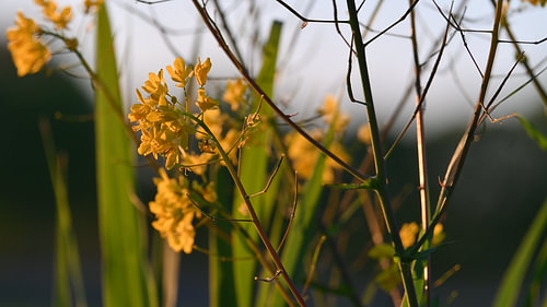 Goed licht op gouden bloemen