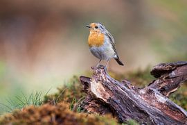 Roodborst van Tanja van Beuningen