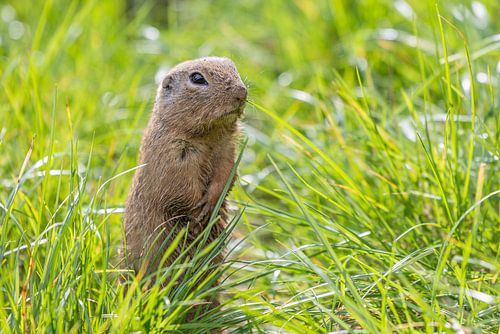 Curieux Siesel dans l'herbe