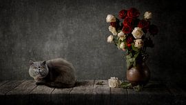 Perserkatze mit roten und weißen Rosen von Cindy Dominika