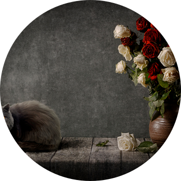 Stilleven van een Perzische langharig zwarte kat met verwelkte rozen. van Cindy Dominika