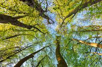 Trees to the sky - Utrechtse Heuvelrug - Netherlands