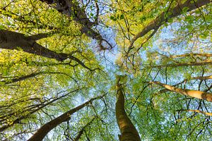 Bäume bis zum Himmel - Utrechtse Heuvelrug - Niederlande