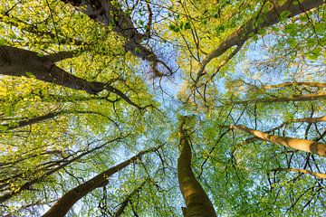 Bäume bis zum Himmel - Utrechtse Heuvelrug - Niederlande von Sjaak den Breeje