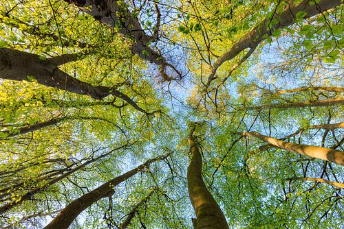 Bomen tot in de hemel - Utrechtse Heuvelrug - Nederland