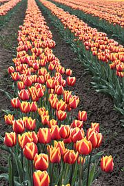 blühende Tulpen im Frühjahr auf einem Tulpenfeld von Heiko Kueverling
