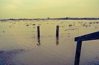 hoogwater aan  de lek bij Culemborg  by Jeroen Tiggelaar thumbnail
