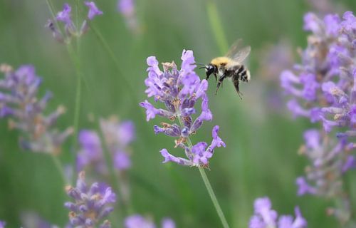 Long Legged Hardworking Beauty