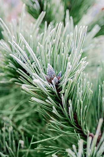 Pine covered in hoarfrost