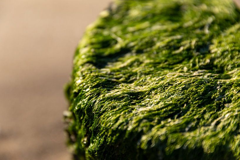 Close-up of seaweed on a beach post 2 by Percy's fotografie