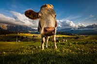 Alpe di Siusi
