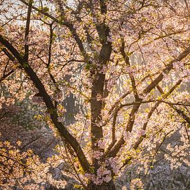 Bloesemboom in warm voorjaarslicht van kiekjes & kunst