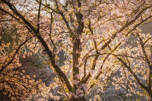 Arbre en fleurs dans la lumière chaude du printemps