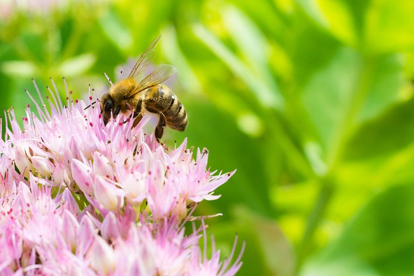 Busy Bee by Wim Byl