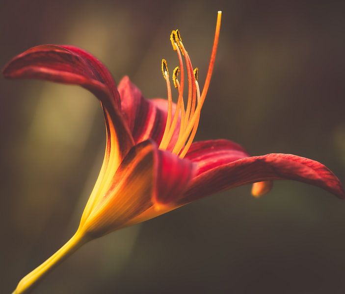 Leliebloem van Rosetta Schiff