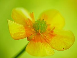 Little yellow flower