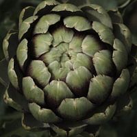 Artichoke