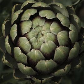 Artichoke by Jörg Hausmann