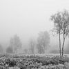 De Meinweg - Misty Morning in Black and White by Teun Ruijters