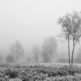 De Meinweg - Misty Morning in Black and White van Teun Ruijters