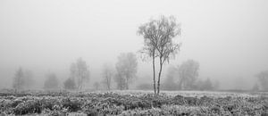 De Meinweg - Misty Morning in Black and White van Teun Ruijters