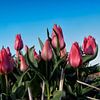 Tulips (tulpen) de bollenstreek von Niels Hoogenbosch