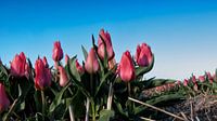 Tulips (tulpen) de bollenstreek