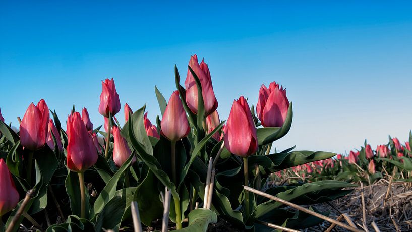 Tulips (tulpen) de bollenstreek by Niels Hoogenbosch