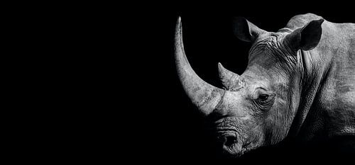 Le rhinocéros fort sur fond noir