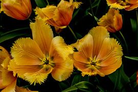 Tulpen in het groen van Sander Strijdhorst