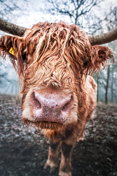 Schottischer Highlander Cora